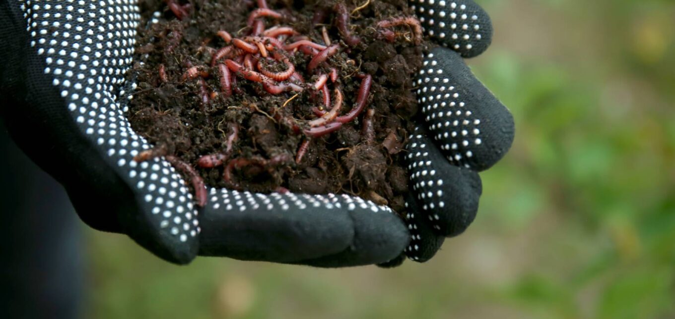 Raising Earthworms for Fun and Profit – Mother Earth News - Vimarsana News